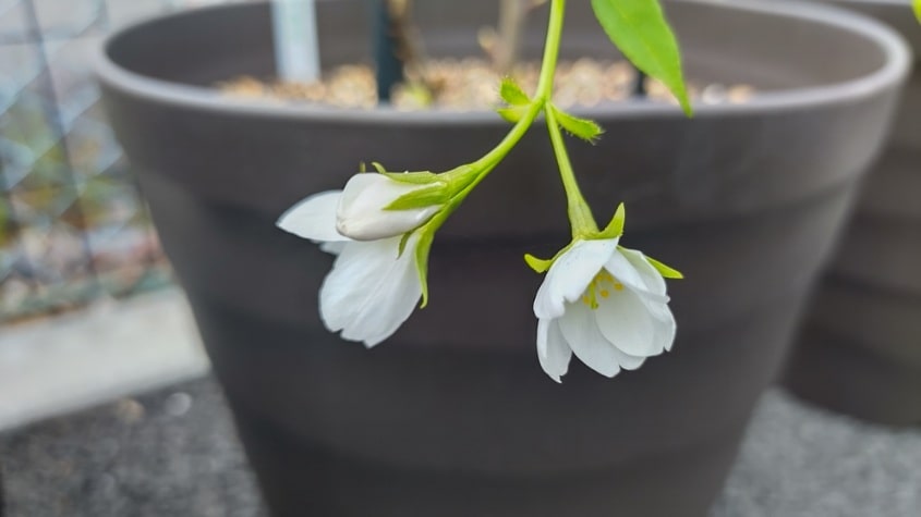 【MIRAIZの花日記】桜前線到達🌸イメージ