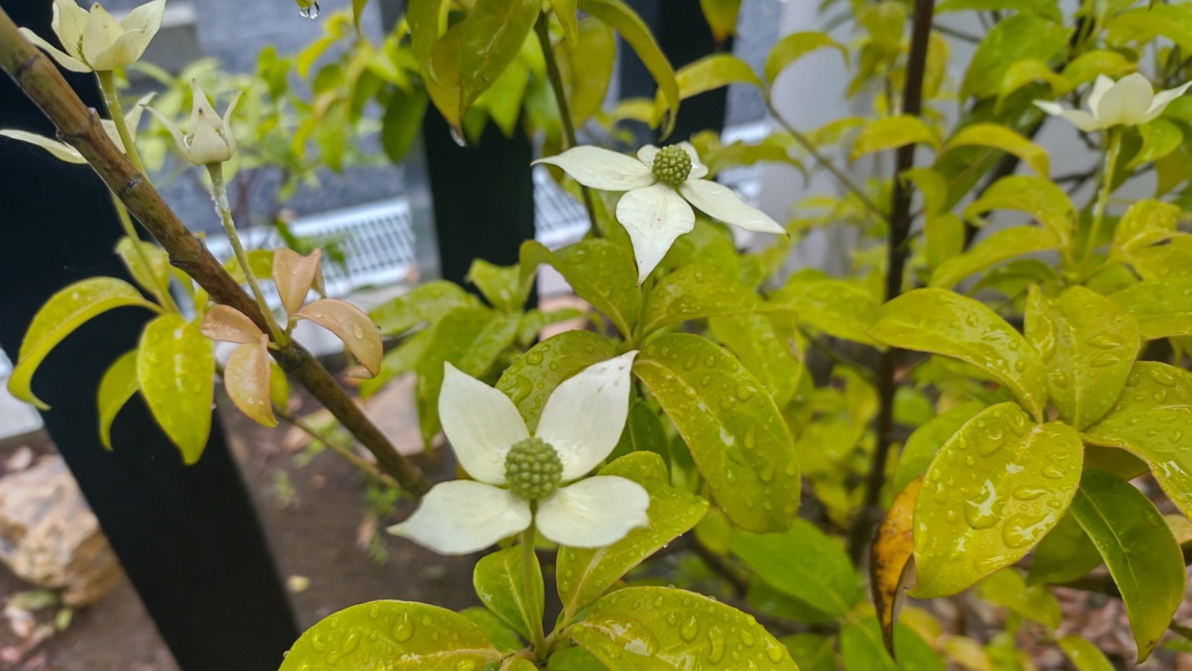 【MIRAIZの花日記】ヤマボウシイメージ