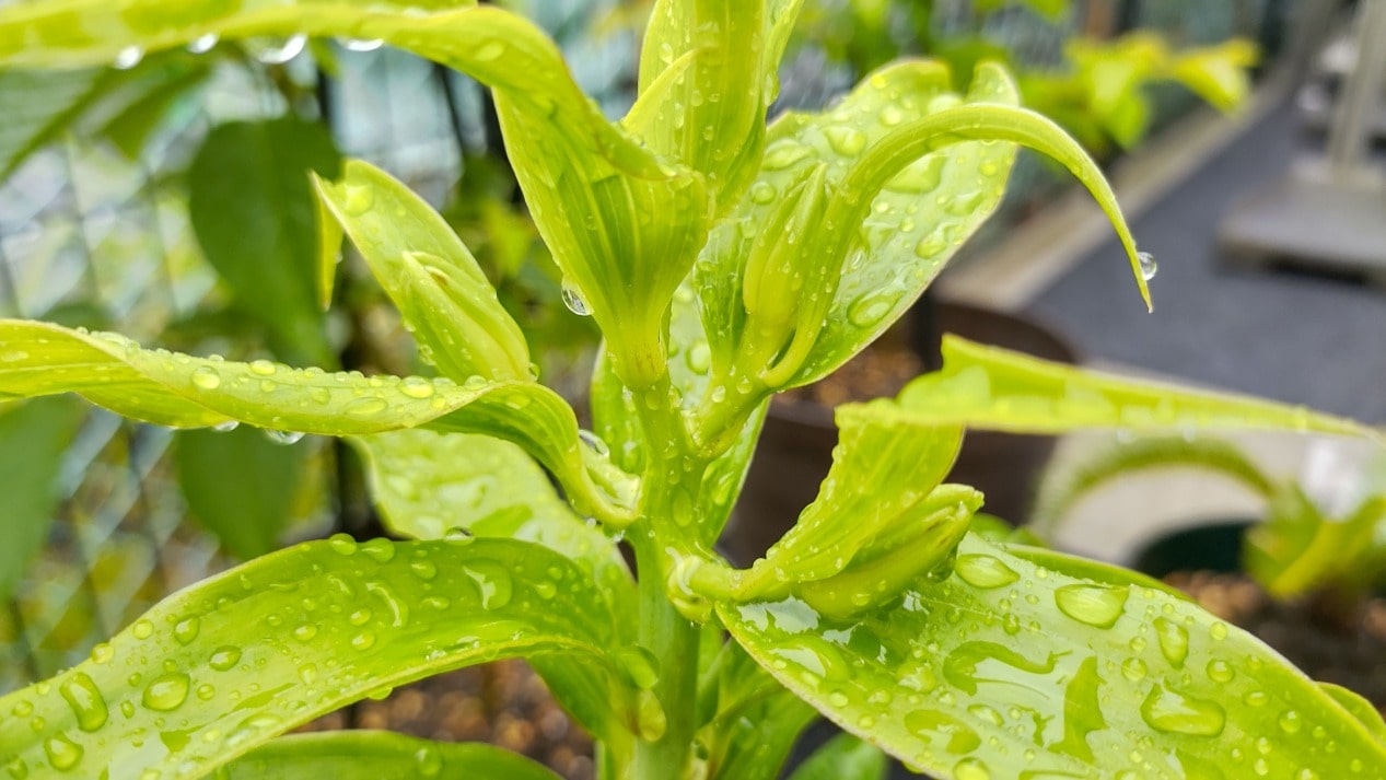 【MIRAIZの花日記】雨が運ぶものイメージ