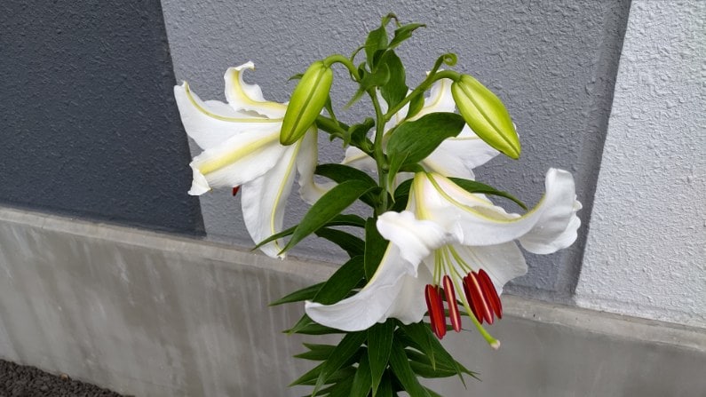 【MIRAIZの花日記】カサブランカ、咲きました！イメージ