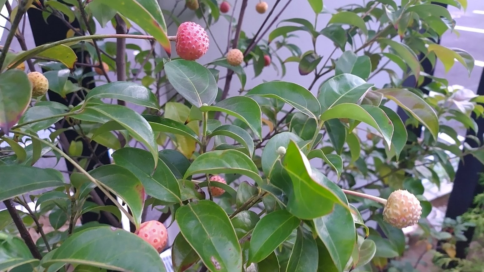 【MIRAIZの花日記】実りイメージ