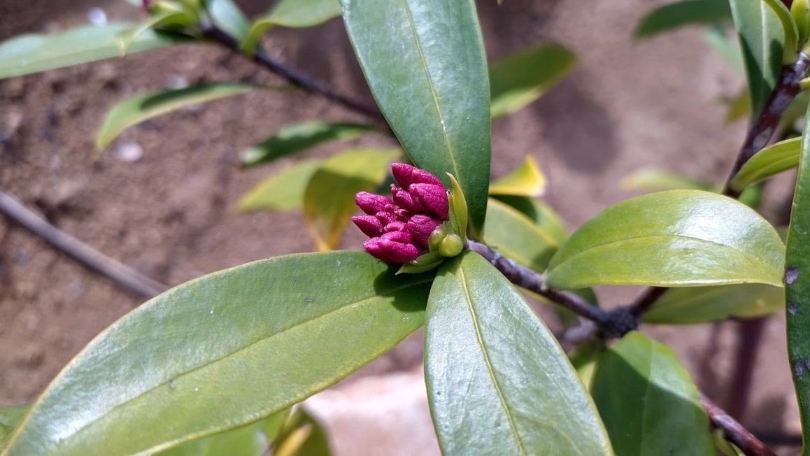 【MIRAIZの花日記】春へイメージ