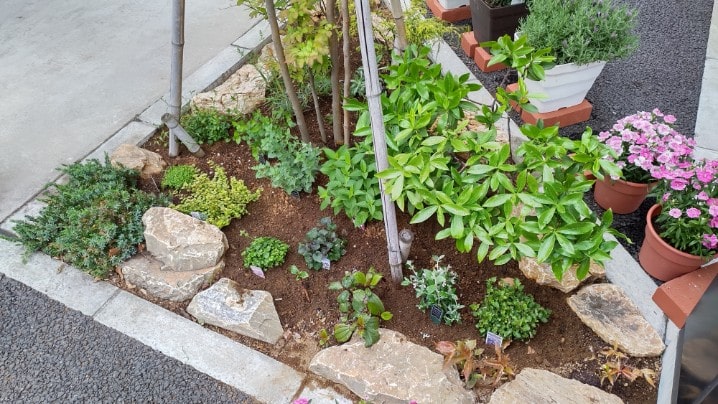 【MIRAIZの花日記】宿根草、来たる！イメージ